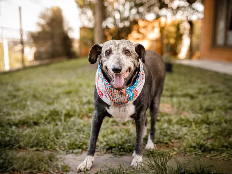 Senior mixed breed dog