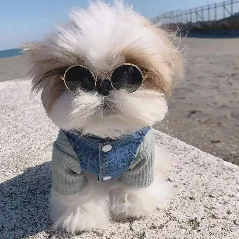Shih Tzu with Sunglasses