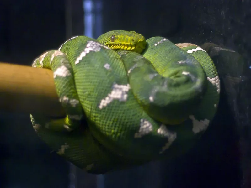 Emerald tree boa