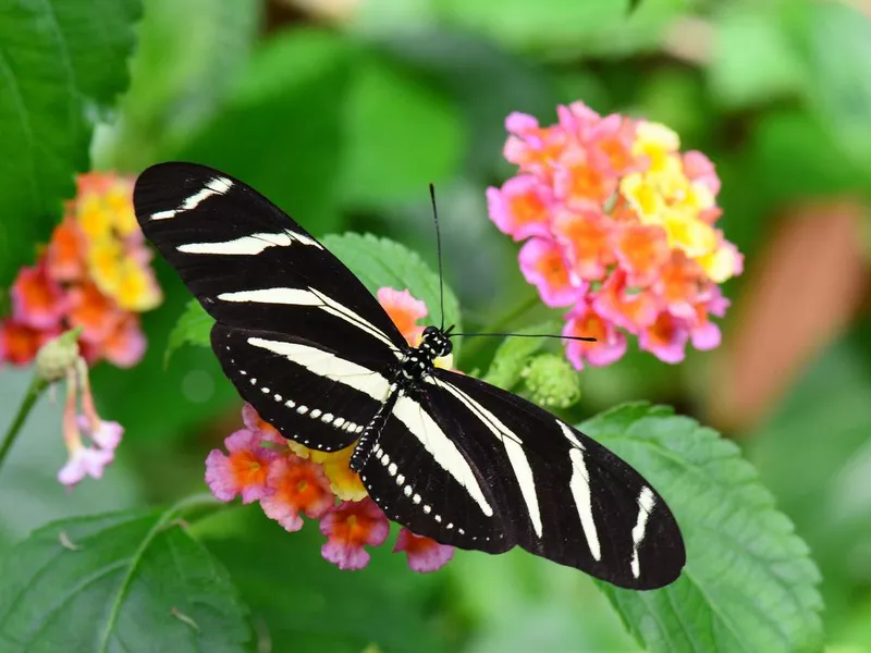 Zebra longwing butterfly