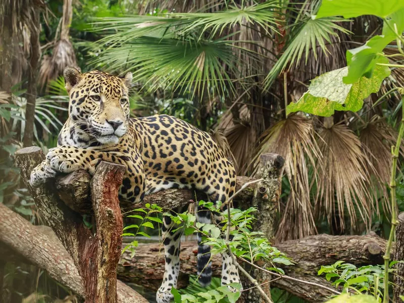 Jaguar