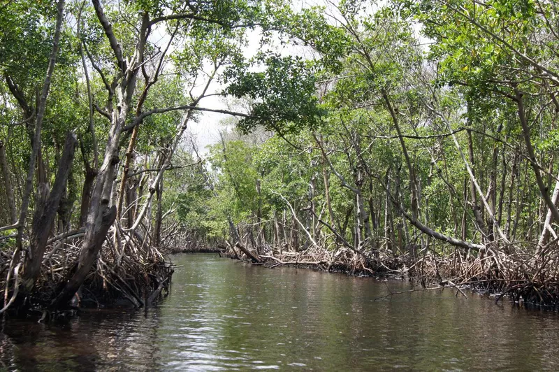 Canal and mangrove where alligators commonly live