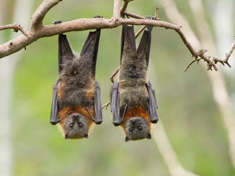 Two Fruit Bats