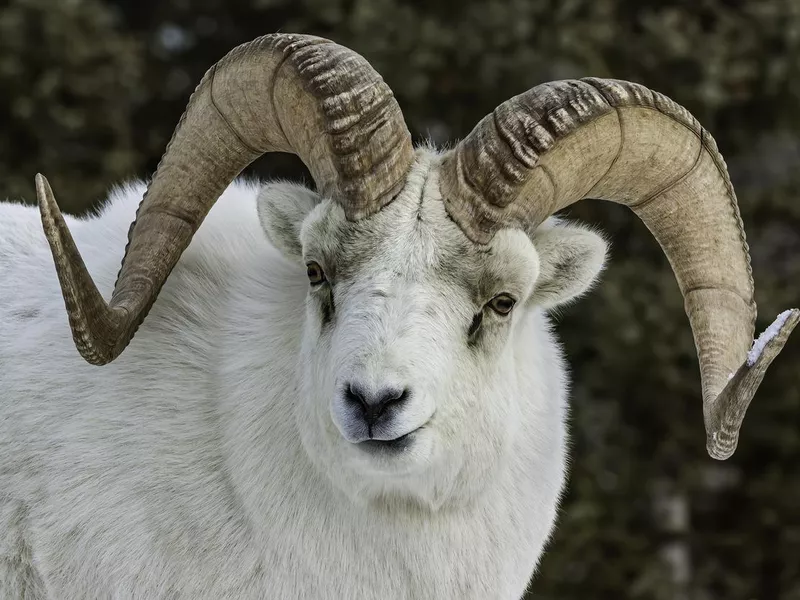 Male Dall Sheep, Ovis dalli, Kluane National Park, Yukon, Canada,