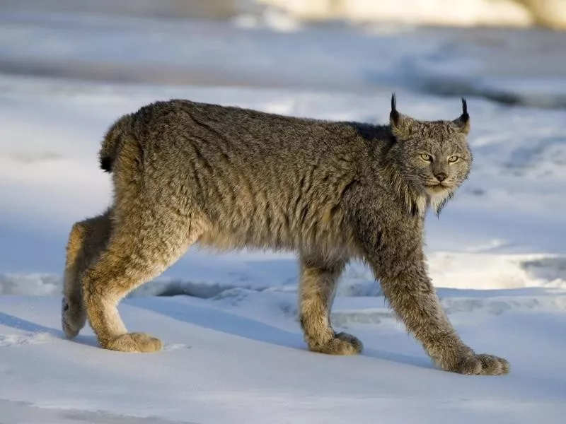 lynx