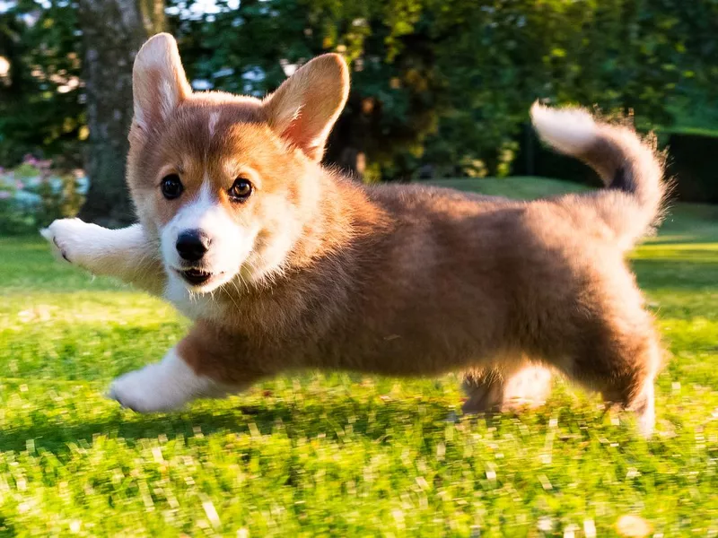 Welsh Corgi Pembroke puppy running
