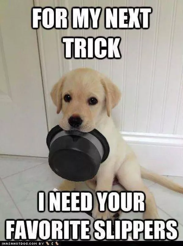Magician puppy meme