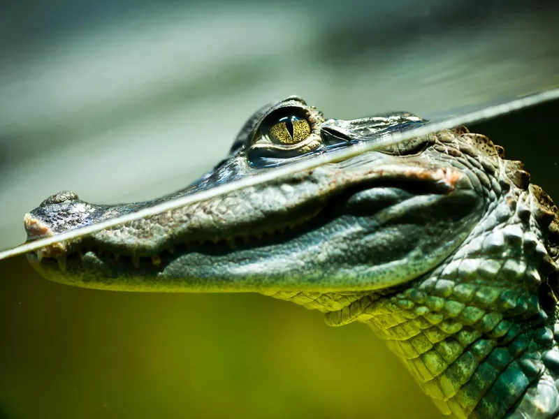 Caiman crocodilus