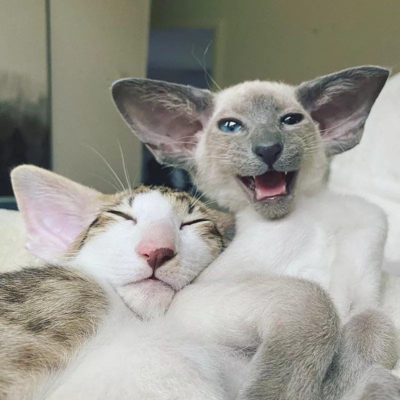 Peterbald