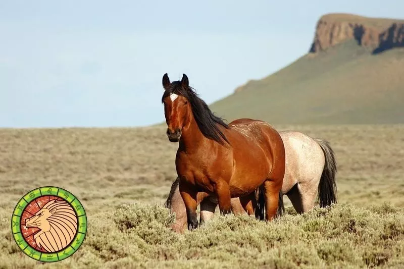 Wild Horse
