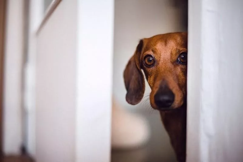 Scared dog