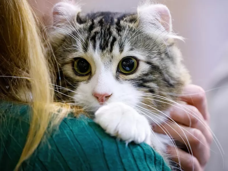 American Curl