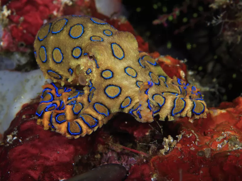 Blue-ringed octopus
