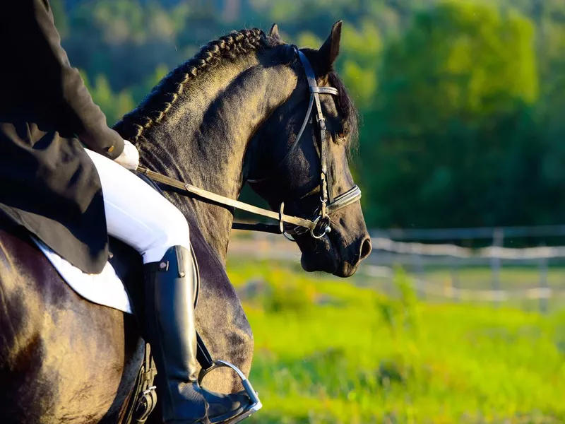 Black Friesian horse in the sunset with rider
