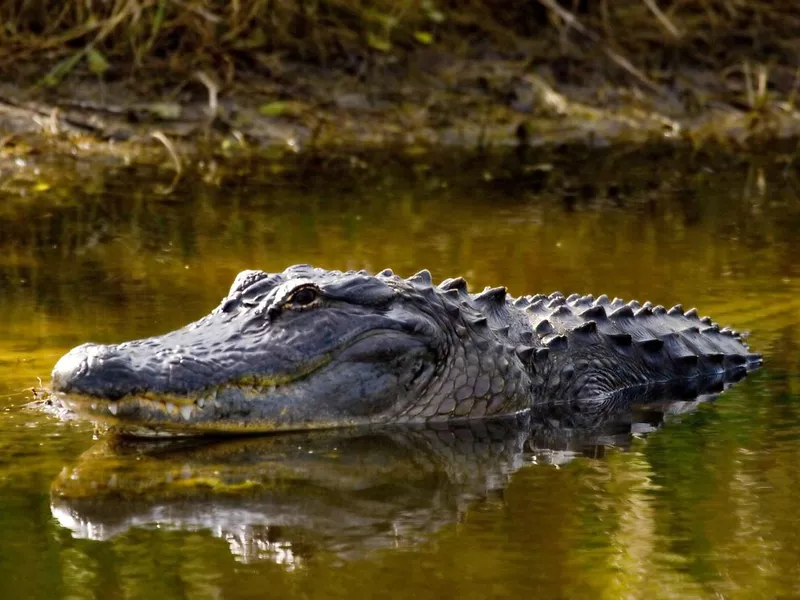 Alligator in the sun