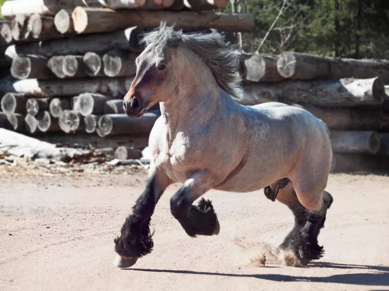 Running brabant stallion