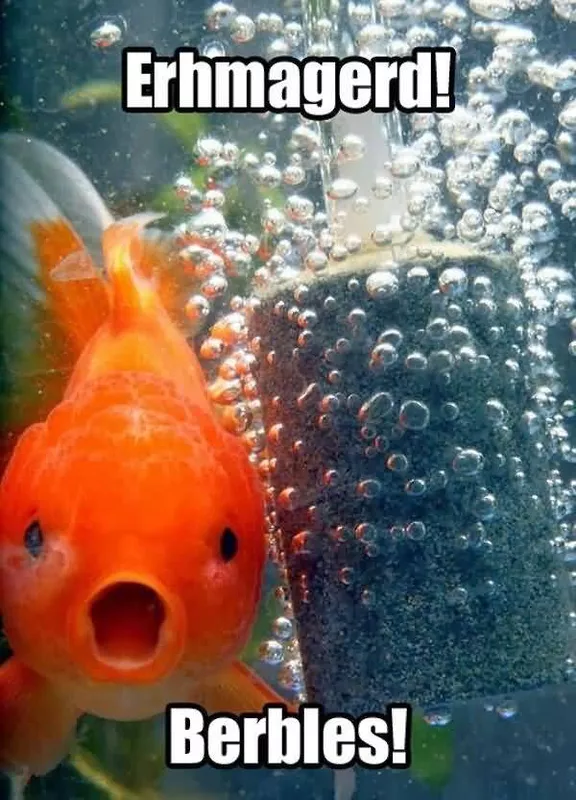 Fish bubble meme