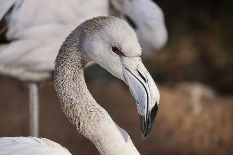 A stork at the Phoenix Zoo