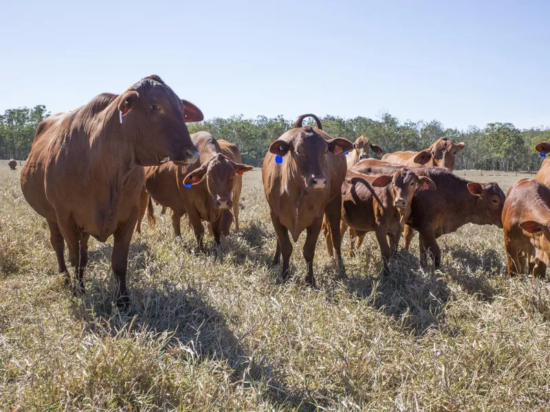 Herd of Droughtmaster Beef Cattle, Atherton Tableland, North Queensland