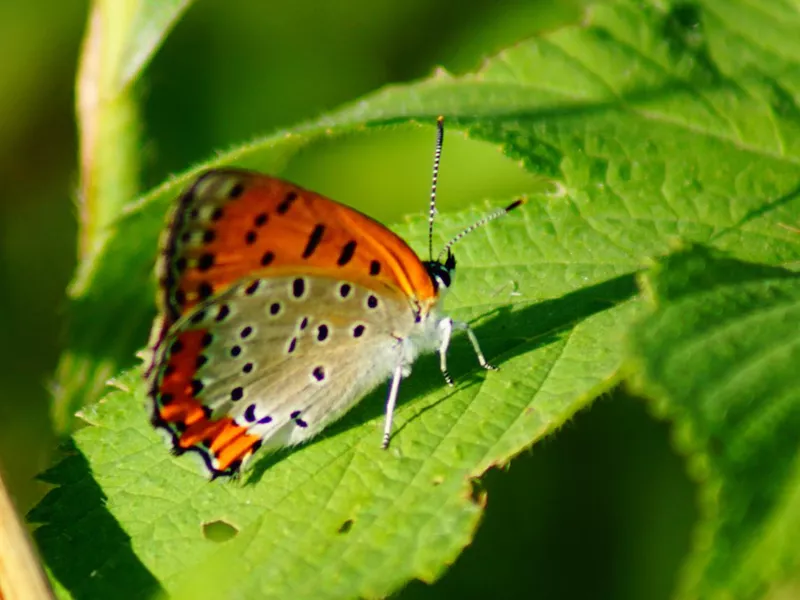 American Copper Butterfly