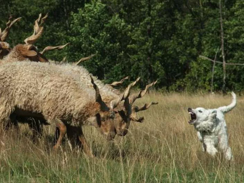 Herding cattle