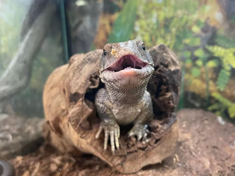 Savannah Monitor