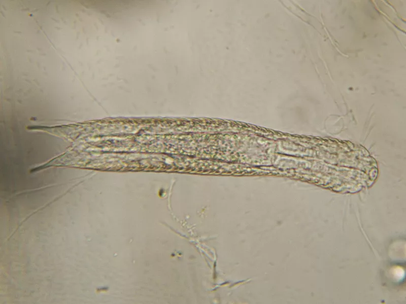 gastrotrich