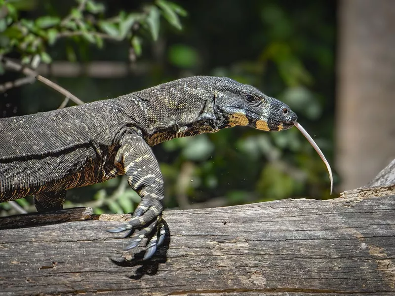 Lace Monitor Goanna (Varanus varius)
