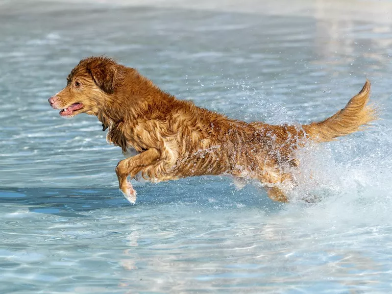 Duck toller