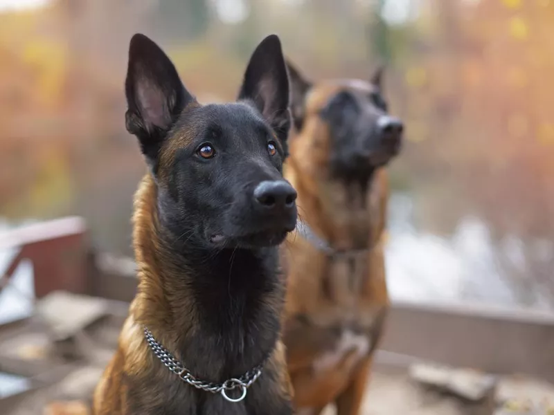 Belgian Msalinois