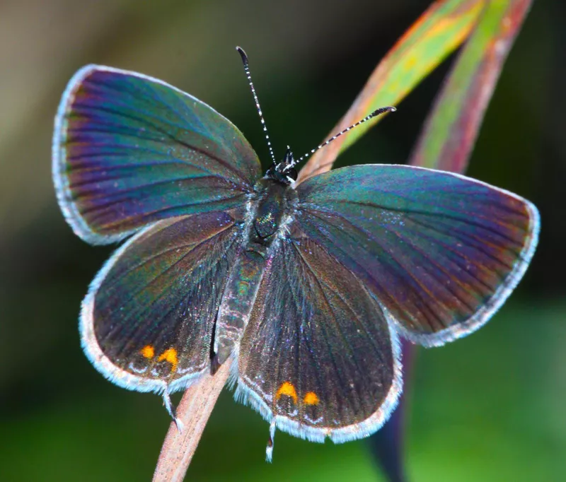 Eastern Tailed-Blue Butterfly