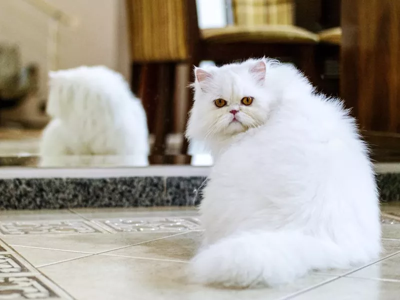 White Persian cat at home