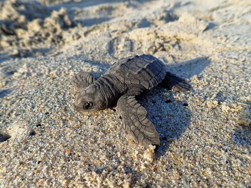 Olive Ridley Sea Turtle baby