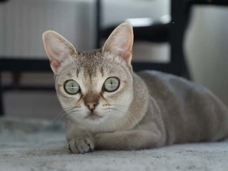 Singapura cat