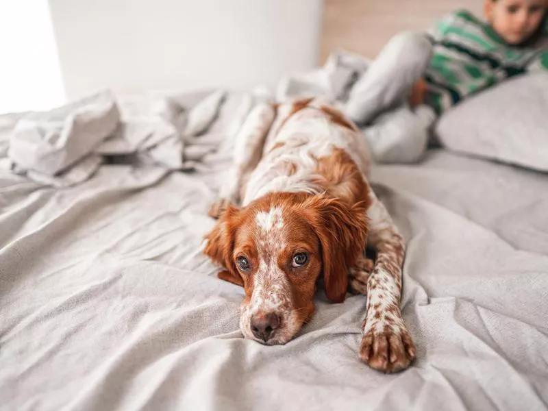Brittany spaniel breed