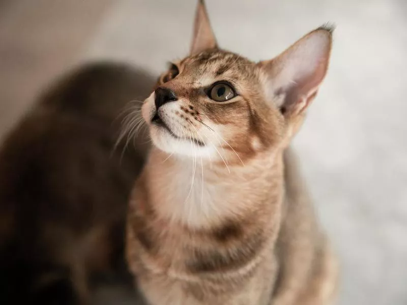 Chausie Cat