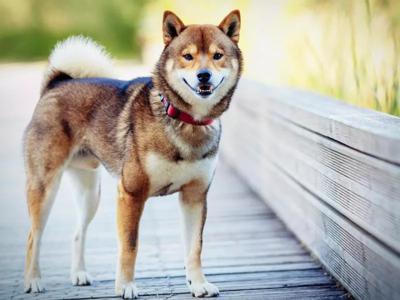 Shiba inu