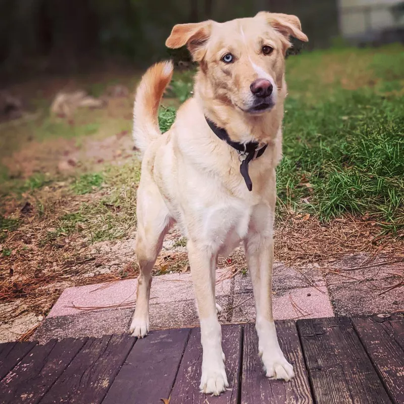 Bottom Line: Golden Retriever Husky Mix