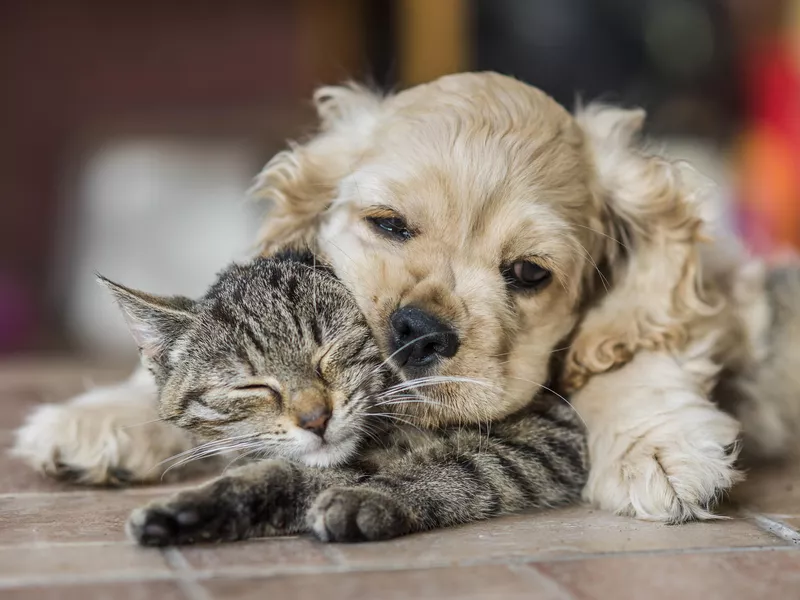 My Pillow