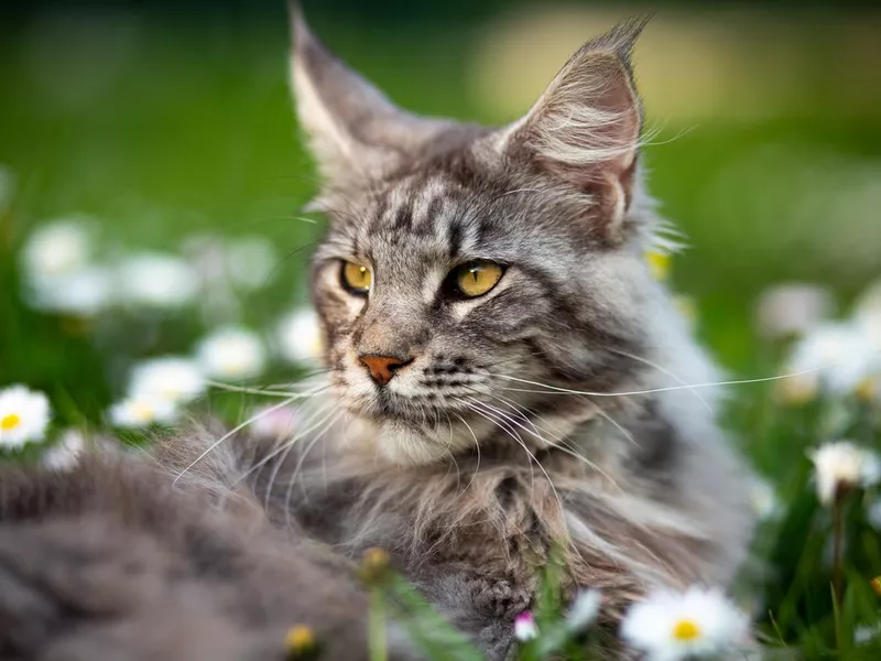 Maine coon in the garden