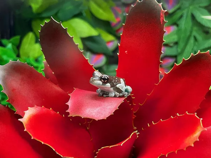 Brazilian Milk Frog