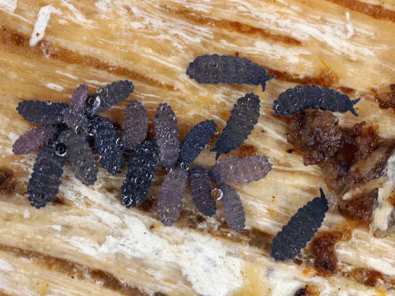 Springtails, Order Collembola. Group under the bark.
