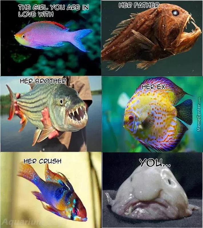 Hilarious fish meme