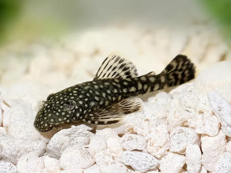 Bristlenose Pleco