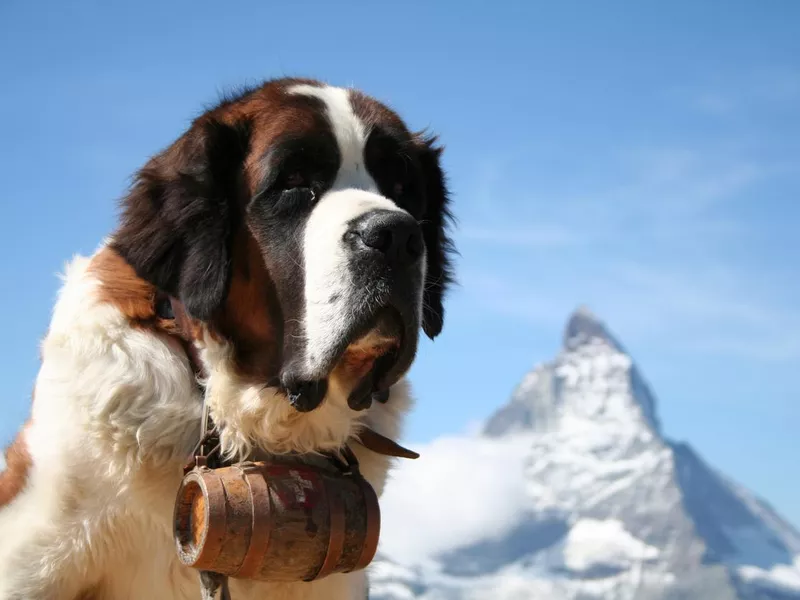 Saint Bernard
