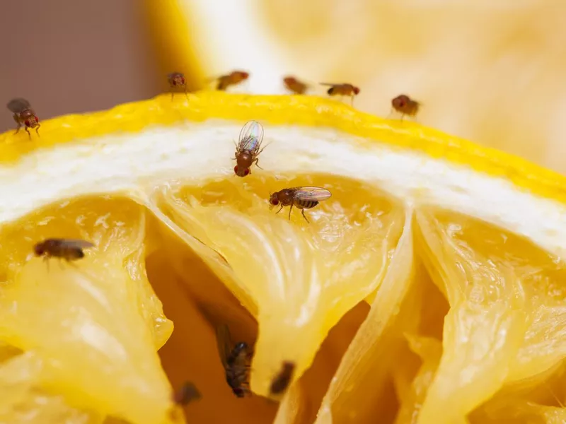 Fruit flies