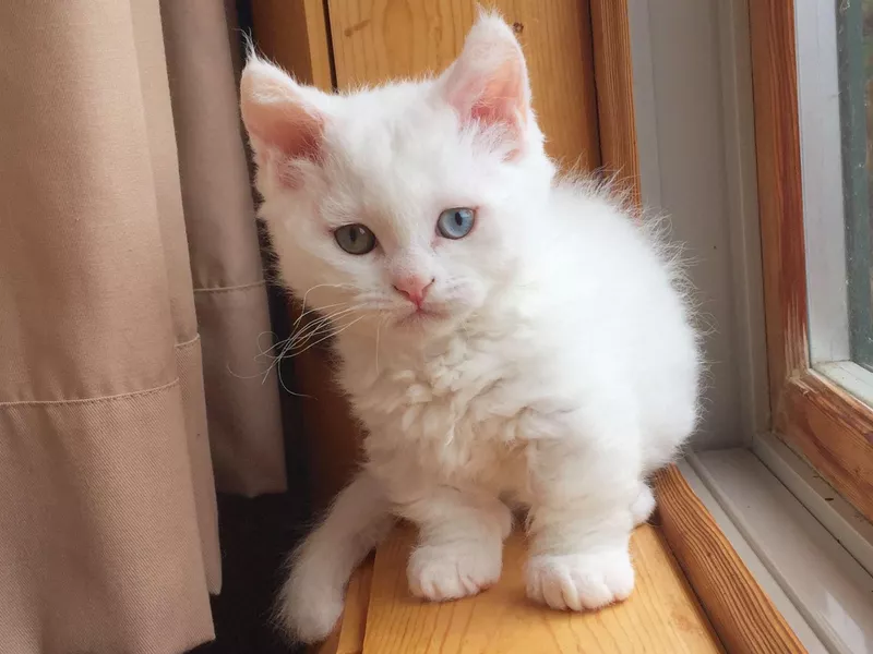 Lambkin Dwarf
