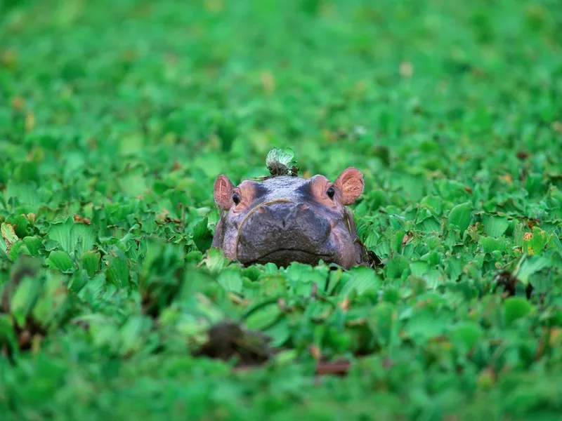 Hippo calf in Tanzania