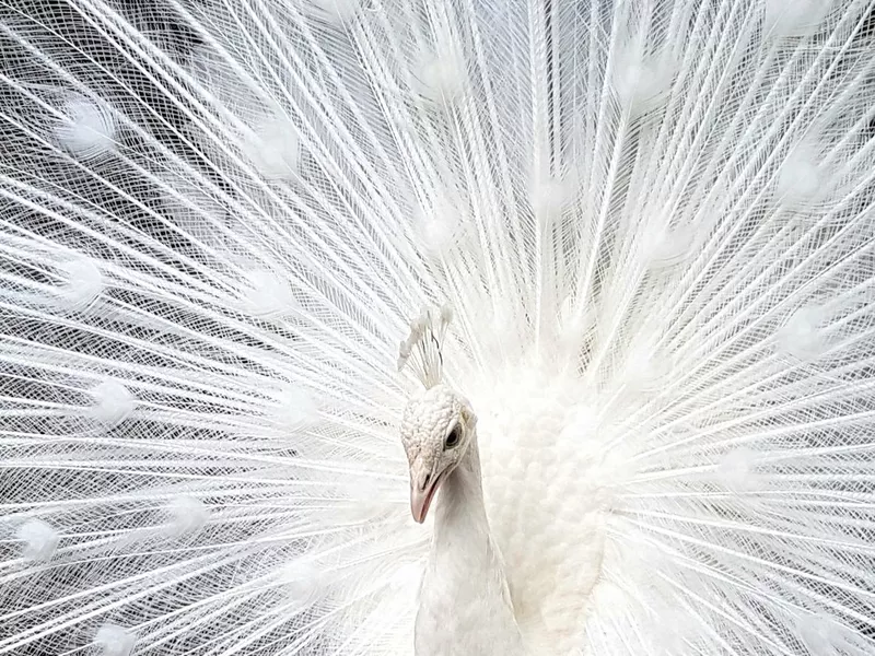 White peacock