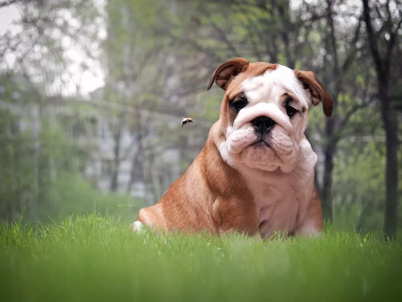 Bulldog looking at flying bumblebee